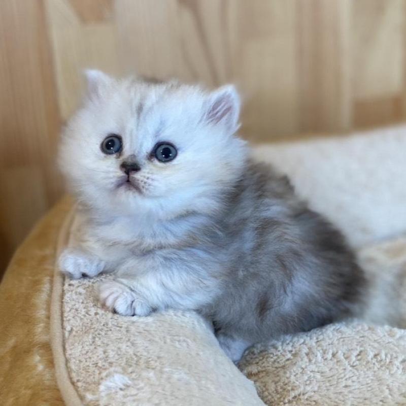 販売中の長野県のミヌエット(短足)-135406の6枚目