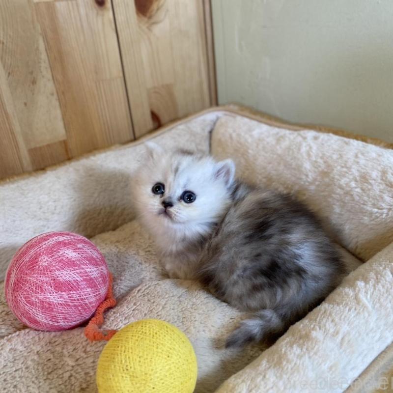 販売中の長野県のミヌエット(短足)-135406の5枚目