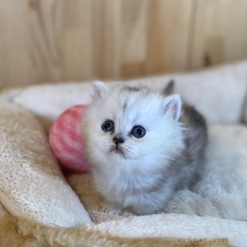 販売中の長野県のミヌエット(短足)-135406の4枚目