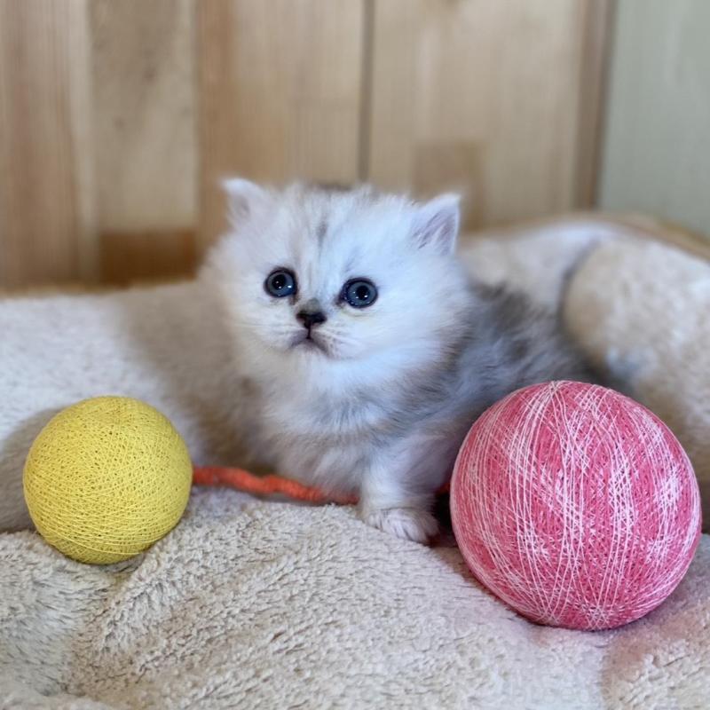 販売中の長野県のミヌエット(短足)-135406の3枚目