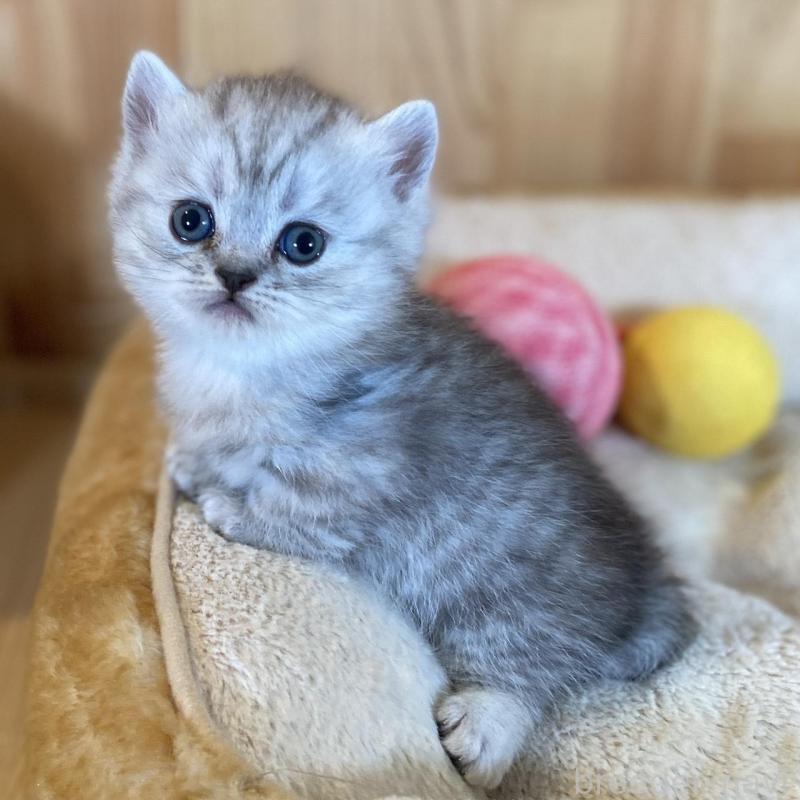 販売中の長野県のミヌエット(短足)-135407