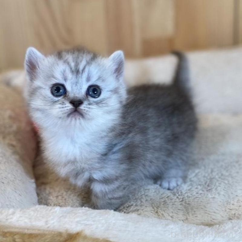 販売中の長野県のミヌエット(短足)-135407の9枚目