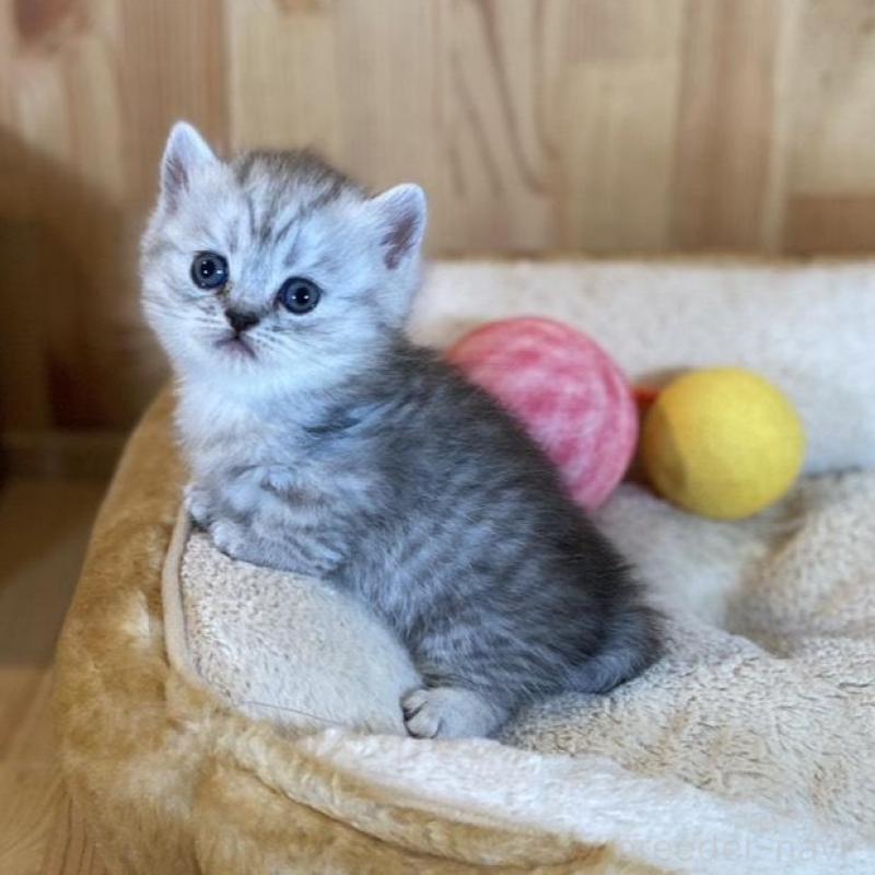 販売中の長野県のミヌエット(短足)-135407の8枚目