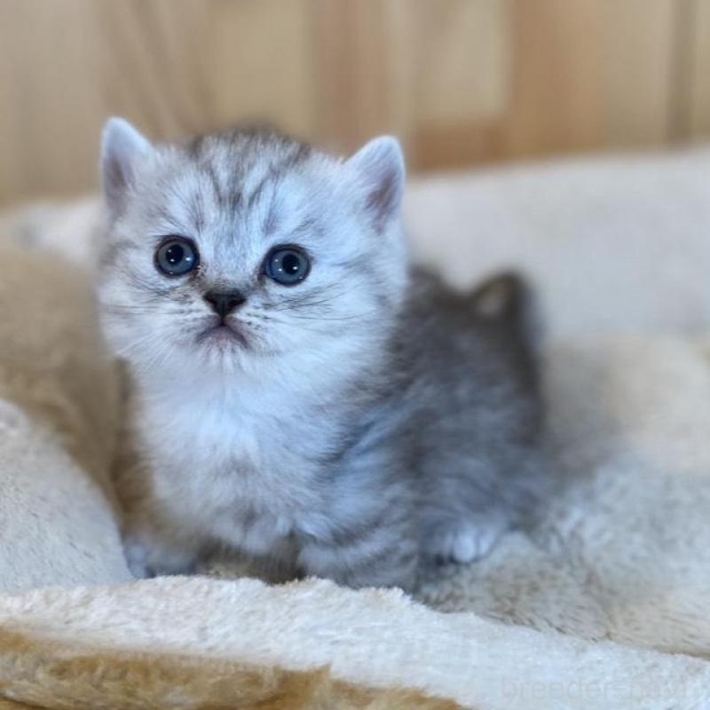 販売中の長野県のミヌエット(短足)-135407の7枚目