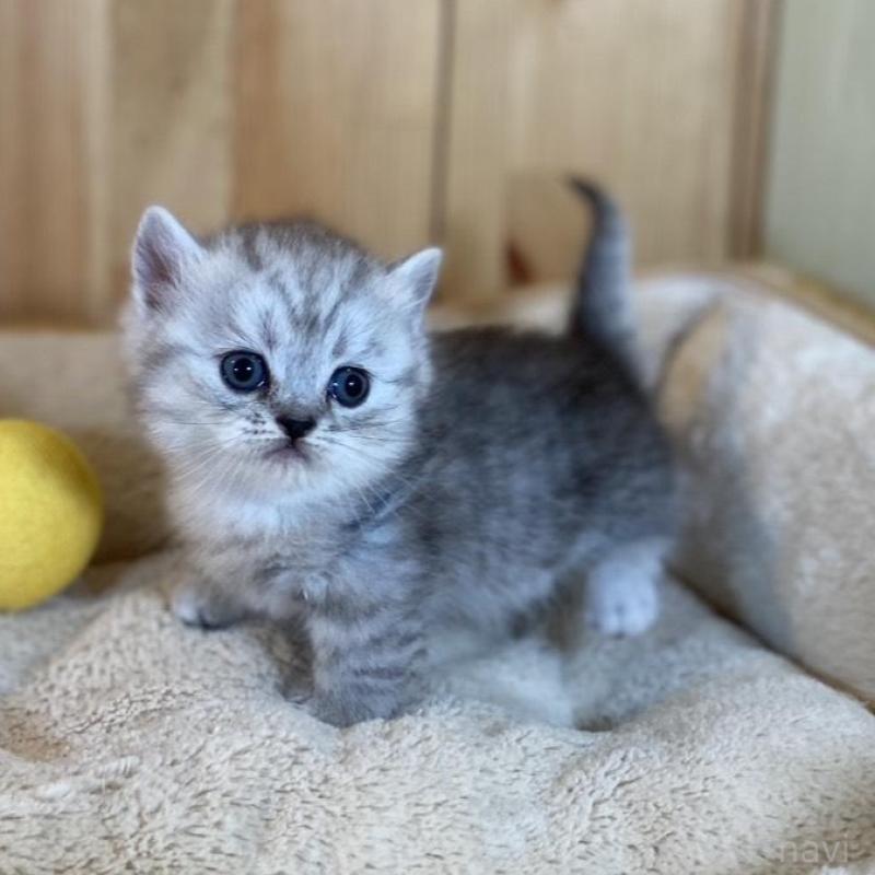 販売中の長野県のミヌエット(短足)-135407の5枚目