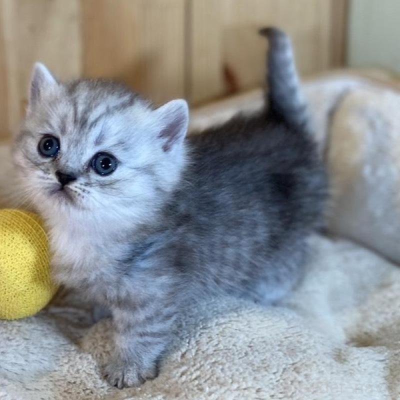 販売中の長野県のミヌエット(短足)-135407の4枚目