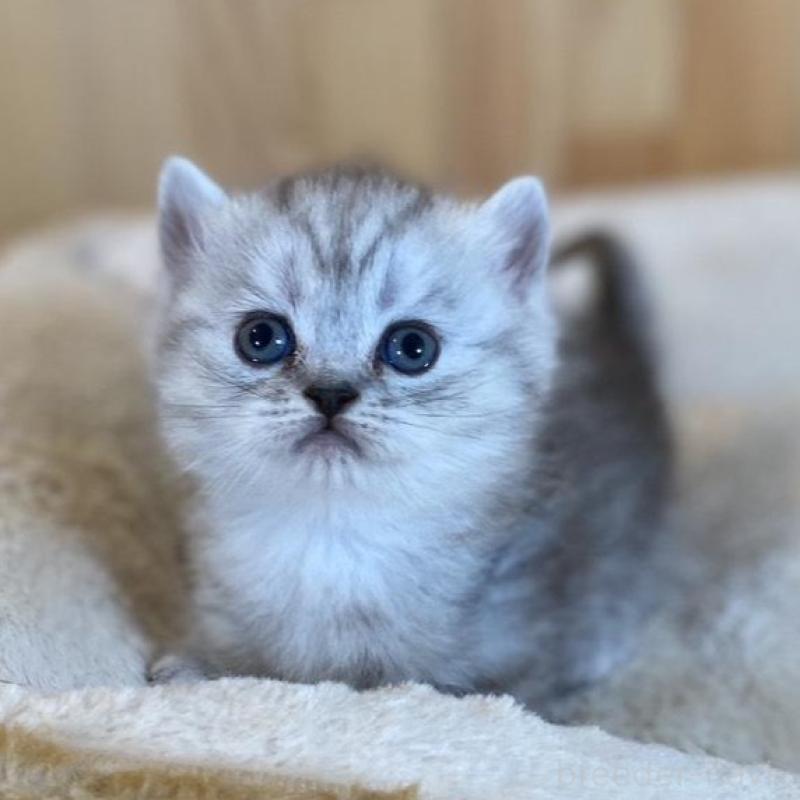 販売中の長野県のミヌエット(短足)-135407の2枚目