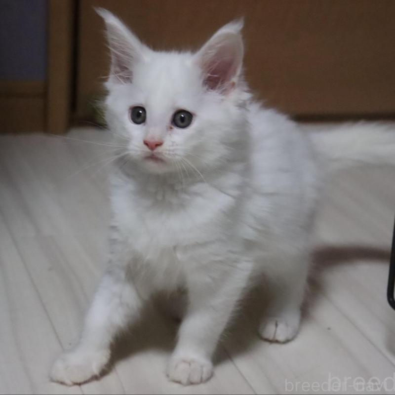 販売中の千葉県のメインクーン-135408の6枚目