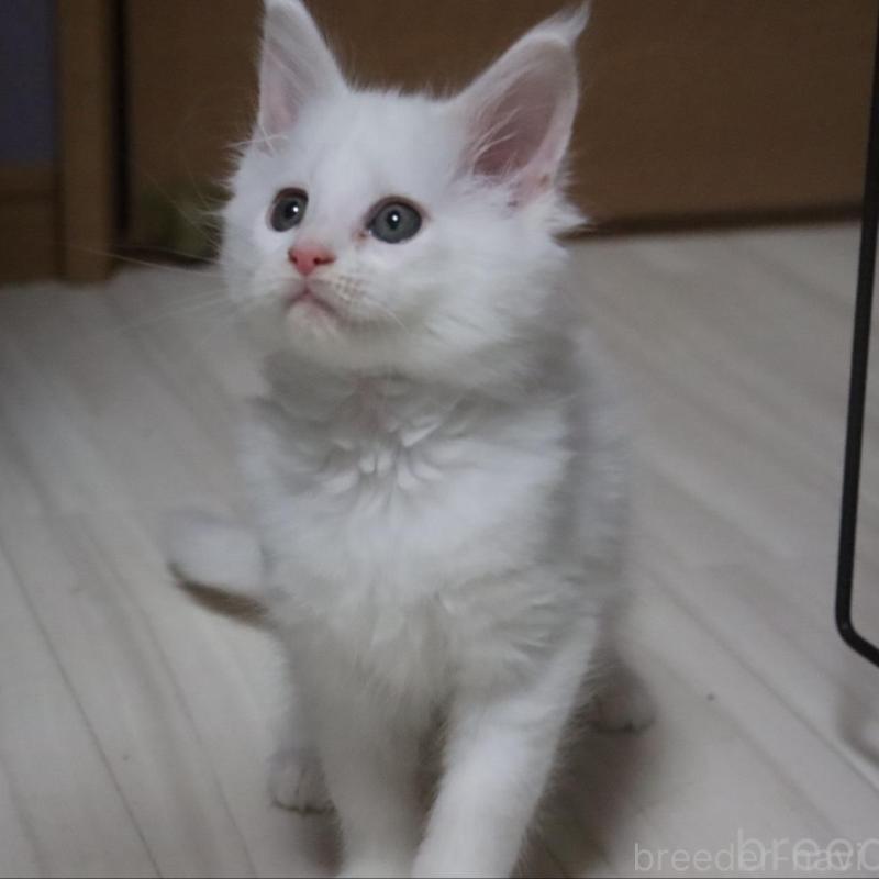 販売中の千葉県のメインクーン-135408の5枚目