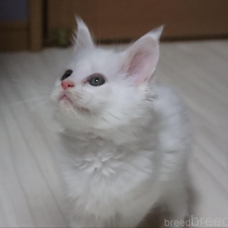 販売中の千葉県のメインクーン-135408の4枚目