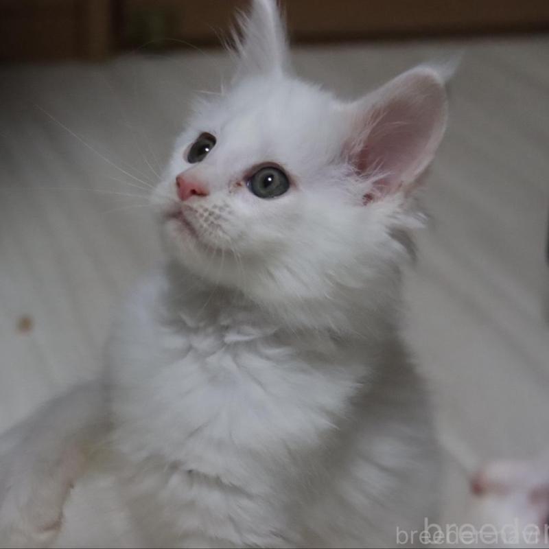 販売中の千葉県のメインクーン-135408の3枚目