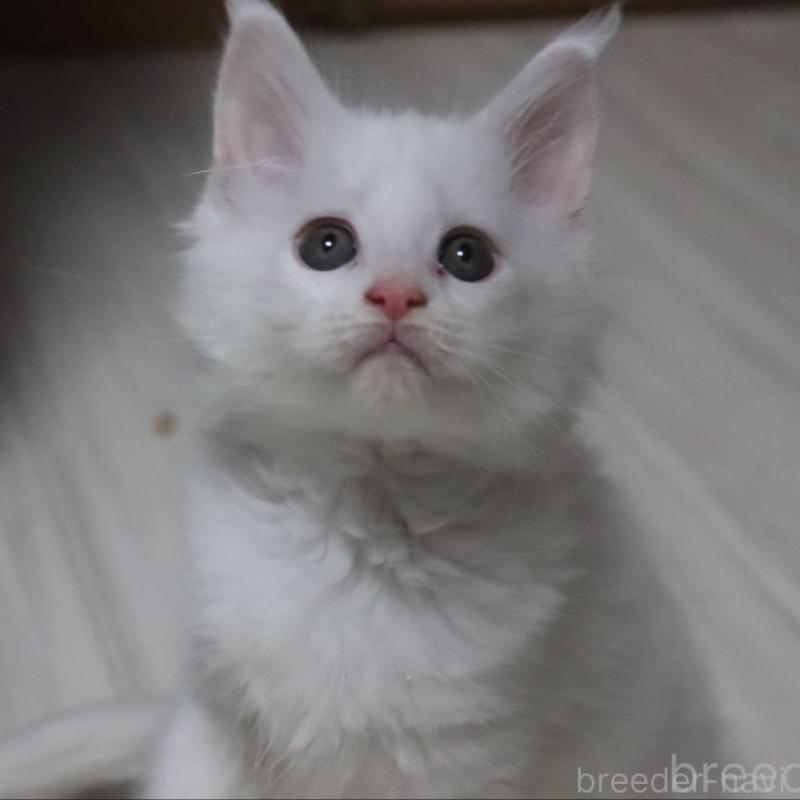 販売中の千葉県のメインクーン-135408の2枚目