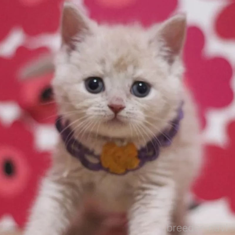 販売中の東京都のマンチカン-135409