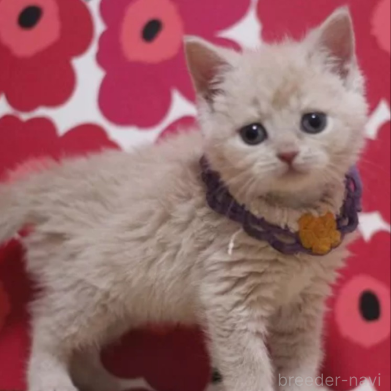 販売中の東京都のマンチカン-135409の2枚目