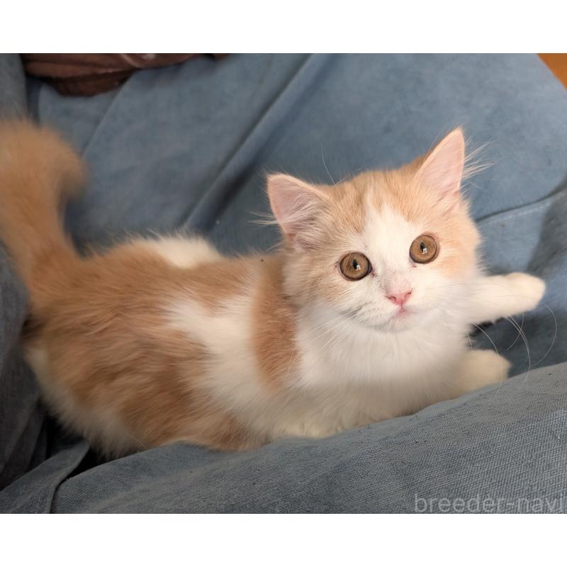 販売中の大阪府のスコティッシュフォールド-129532の2枚目