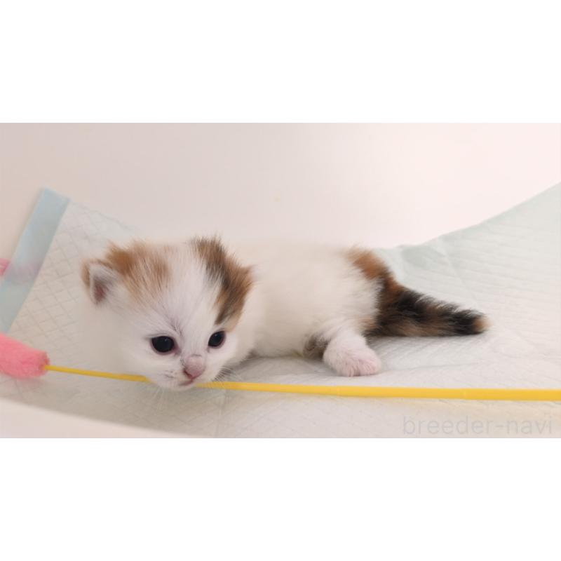 販売中の大阪府のマンチカン(短足)-135411の7枚目