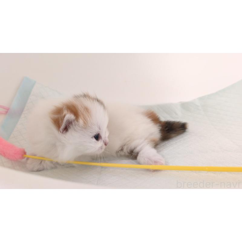 販売中の大阪府のマンチカン(短足)-135411の5枚目