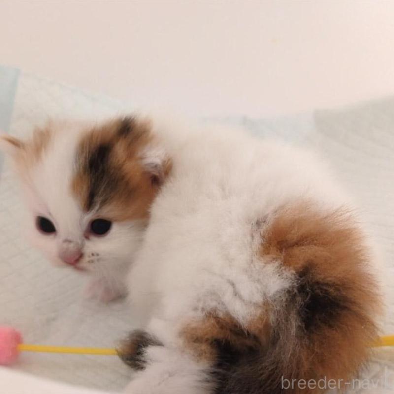 販売中の大阪府のマンチカン(短足)-135411の4枚目