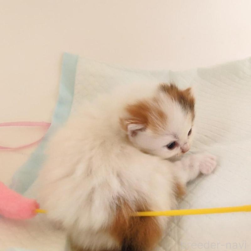 販売中の大阪府のマンチカン(短足)-135411の3枚目