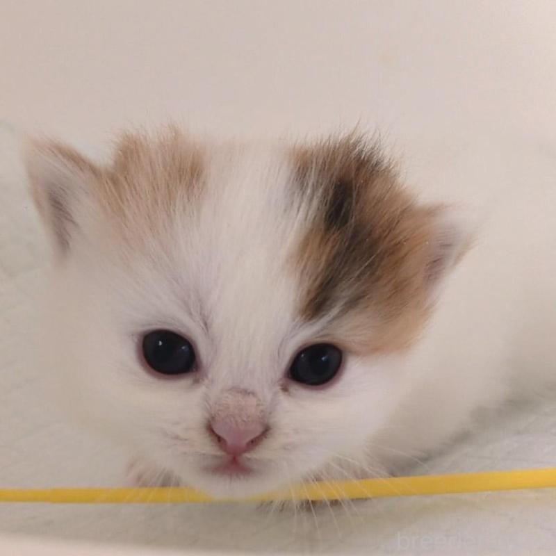 販売中の大阪府のマンチカン(短足)-135411の1枚目