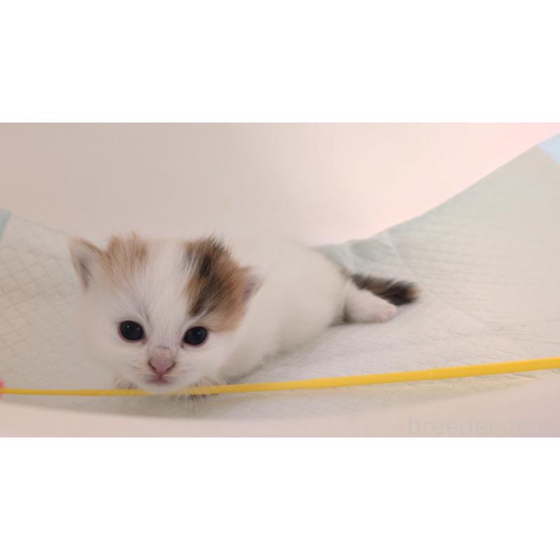 販売中の大阪府のマンチカン(短足)-135411の2枚目