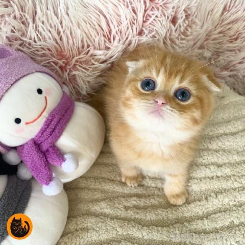 販売中の大阪府のスコティッシュフォールド(折れ耳)-135413