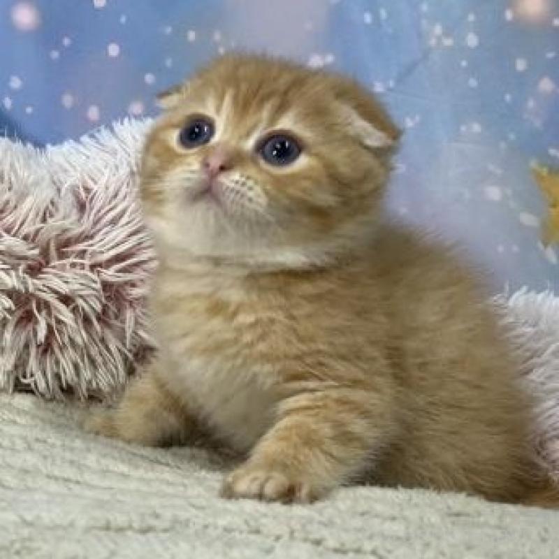 販売中の大阪府のスコティッシュフォールド(折れ耳)-135413の6枚目