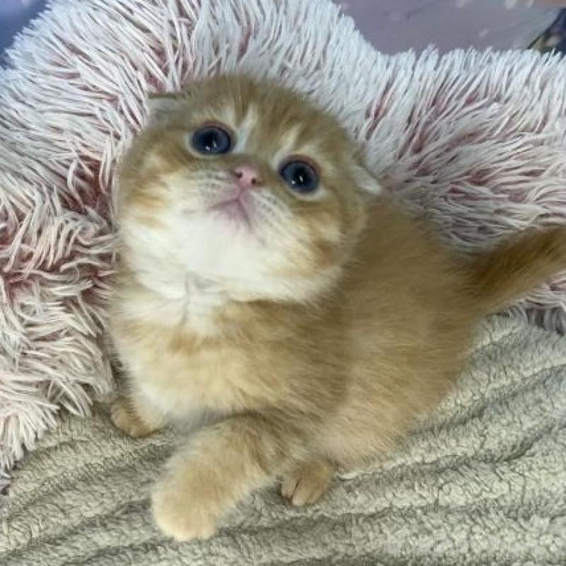 販売中の大阪府のスコティッシュフォールド(折れ耳)-135413の5枚目