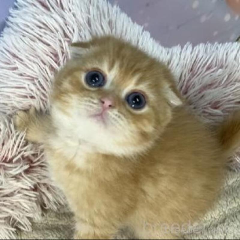 販売中の大阪府のスコティッシュフォールド(折れ耳)-135413の4枚目