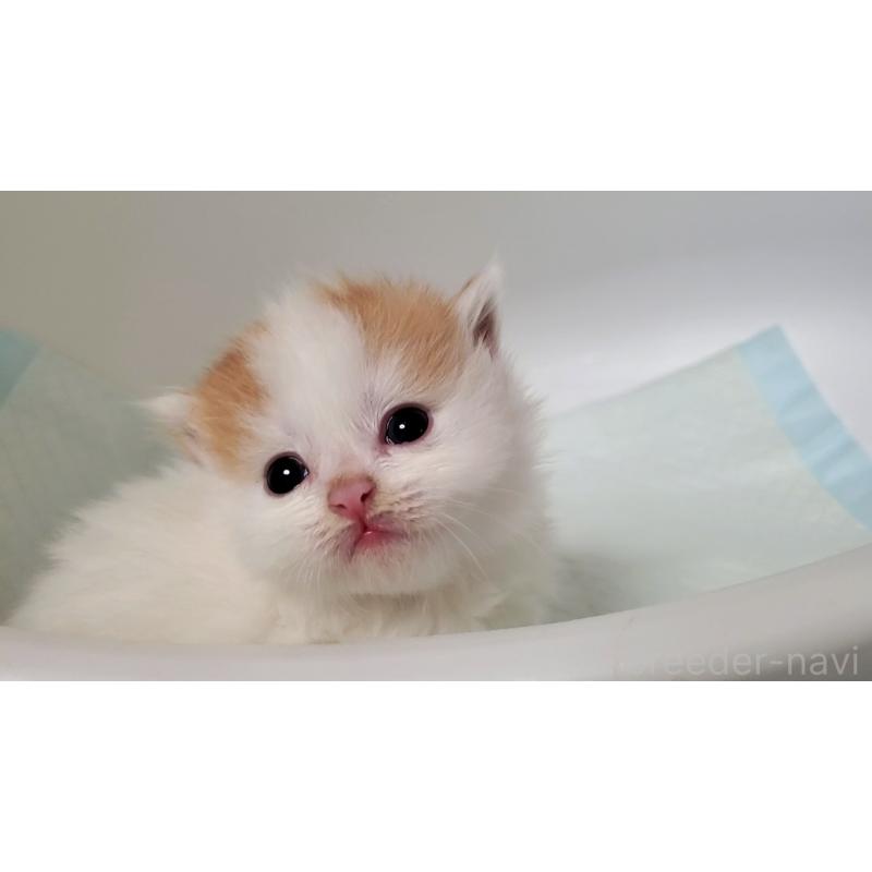 販売中の大阪府のマンチカン(短足)-135412の6枚目