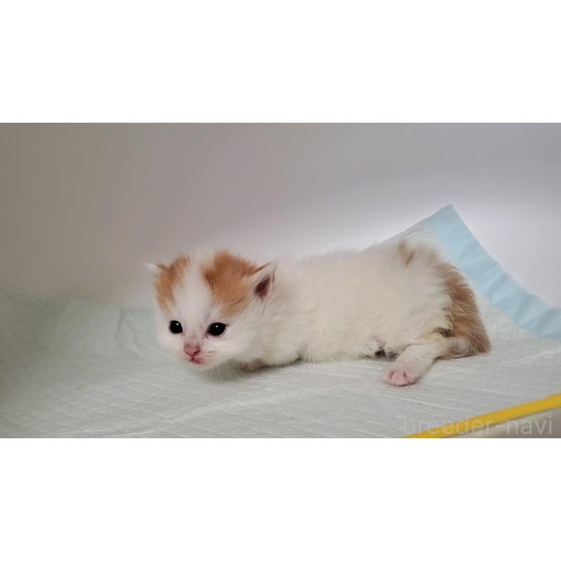 販売中の大阪府のマンチカン(短足)-135412の5枚目