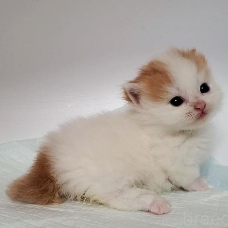 販売中の大阪府のマンチカン(短足)-135412の4枚目