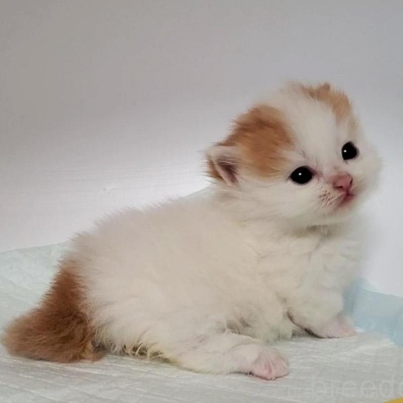 販売中の大阪府のマンチカン(短足)-135412の3枚目