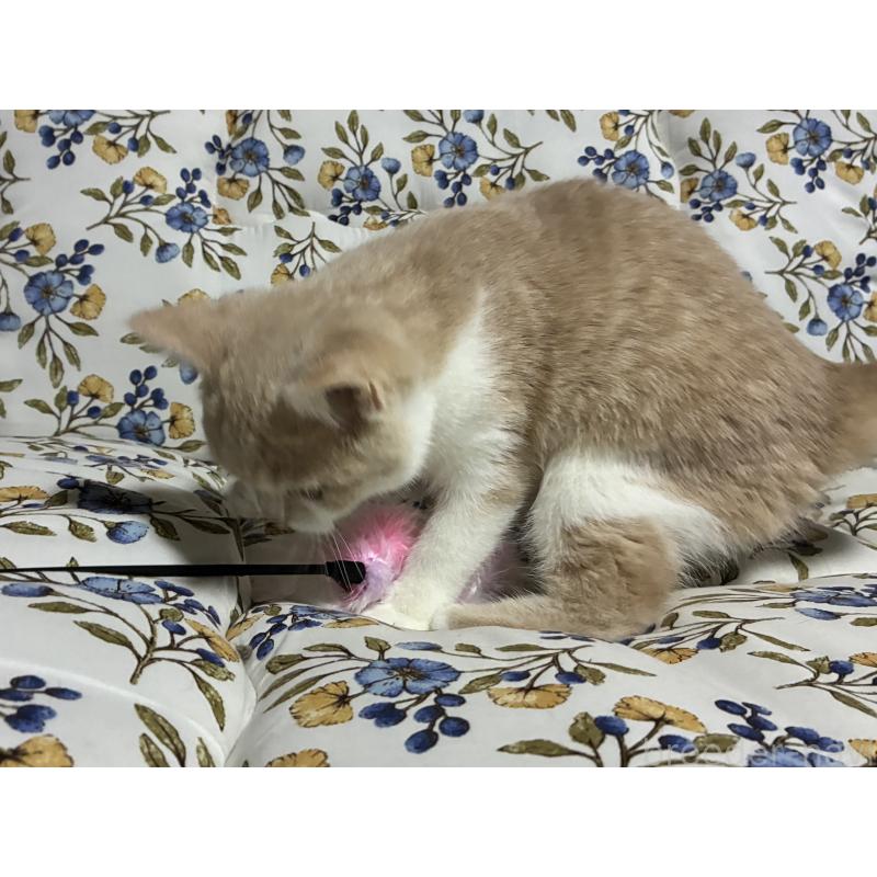 販売中の神奈川県のスコティッシュフォールド-130987の11枚目