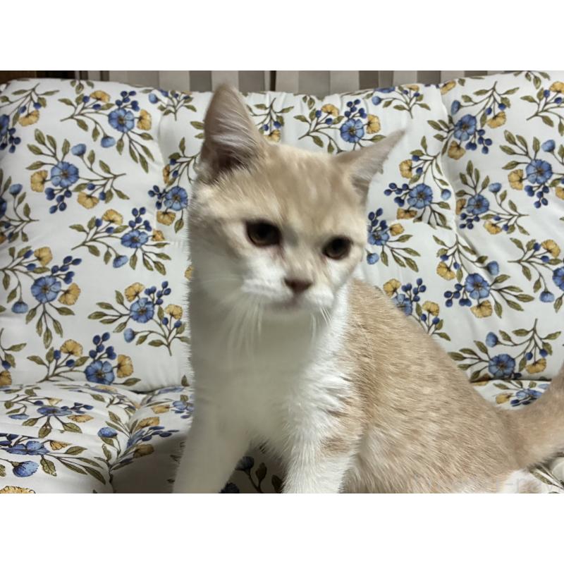 販売中の神奈川県のスコティッシュフォールド-130987の10枚目