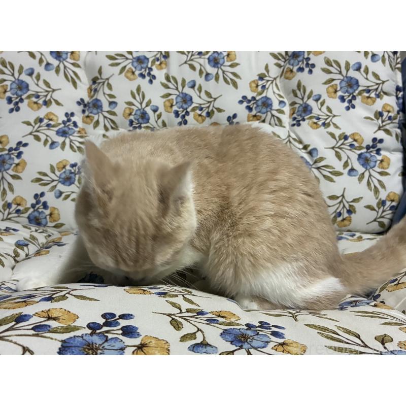 販売中の神奈川県のスコティッシュフォールド-130987の9枚目