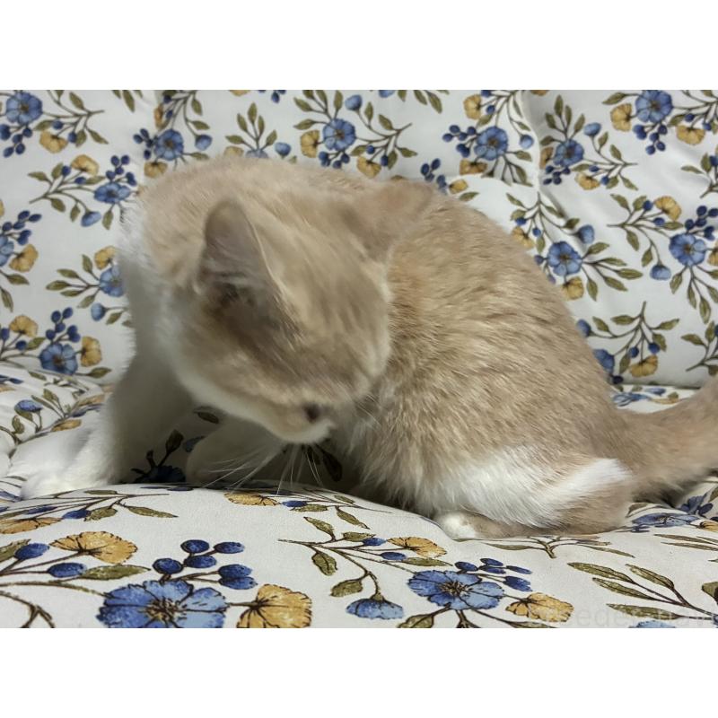 販売中の神奈川県のスコティッシュフォールド-130987の7枚目