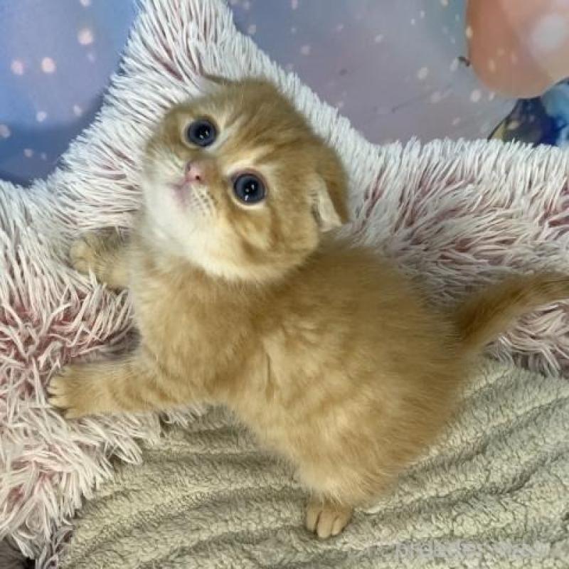 販売中の大阪府のスコティッシュフォールド(折れ耳)-135413の3枚目