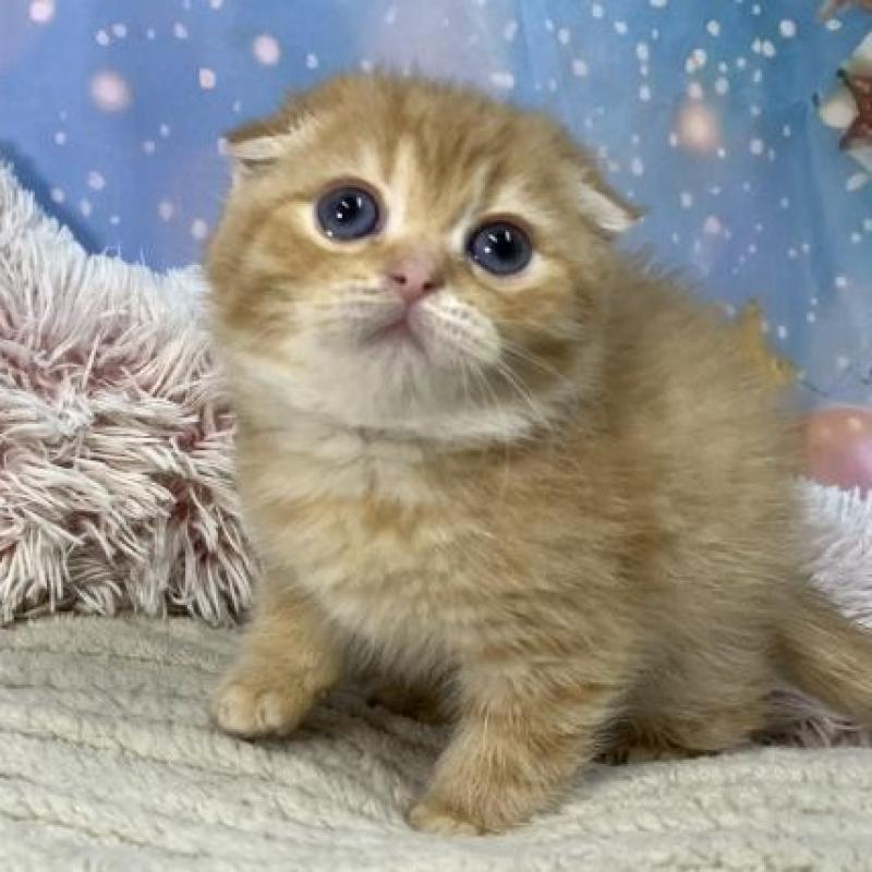 販売中の大阪府のスコティッシュフォールド(折れ耳)-135413の2枚目