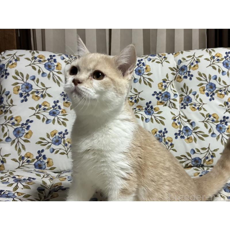 販売中の神奈川県のスコティッシュフォールド-130987の4枚目