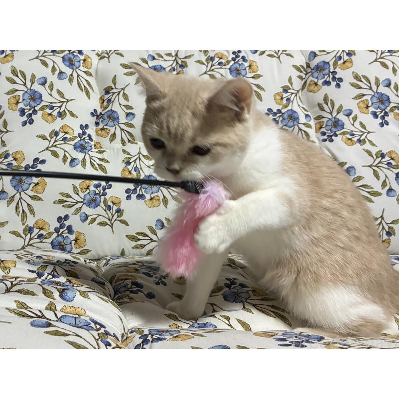 販売中の神奈川県のスコティッシュフォールド-130987の3枚目