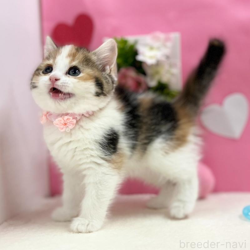 販売中の神奈川県のスコティッシュフォールド-135414の10枚目