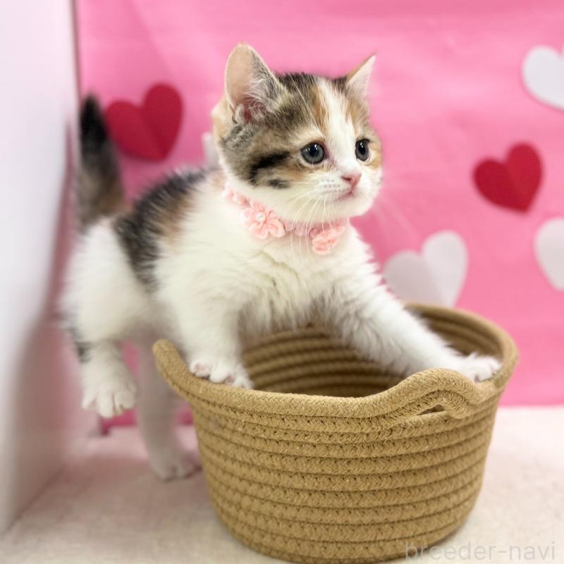 販売中の神奈川県のスコティッシュフォールド-135414の8枚目