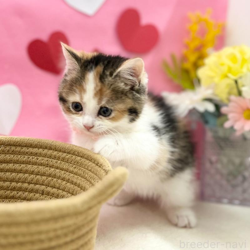 販売中の神奈川県のスコティッシュフォールド-135414の9枚目