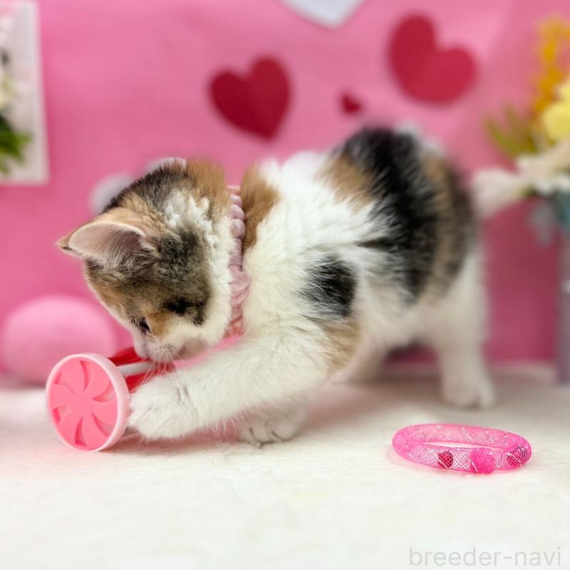 販売中の神奈川県のスコティッシュフォールド-135414の7枚目