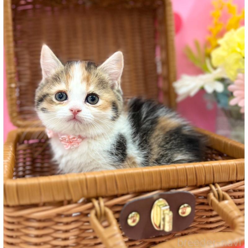 販売中の神奈川県のスコティッシュフォールド-135414の6枚目