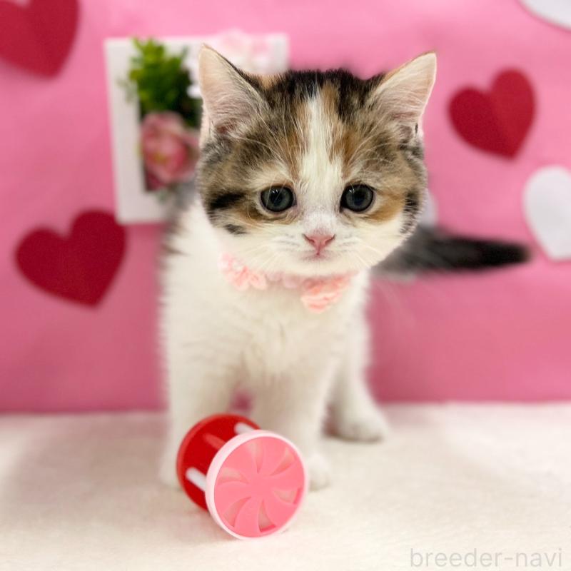 販売中の神奈川県のスコティッシュフォールド-135414の5枚目