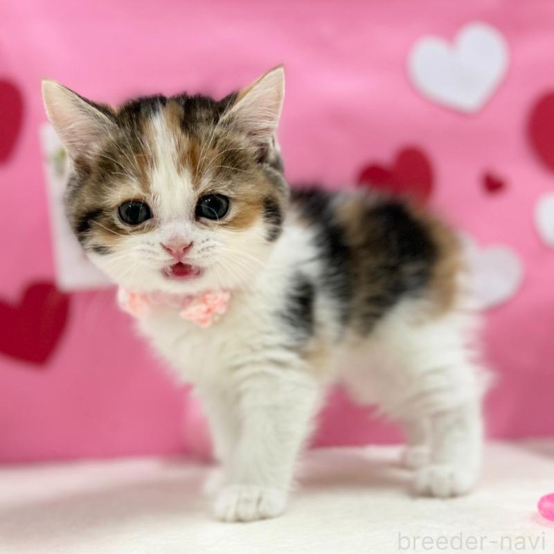 販売中の神奈川県のスコティッシュフォールド-135414の4枚目