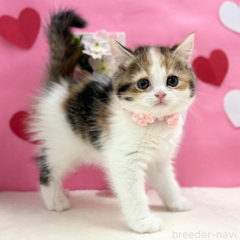 販売中の神奈川県のスコティッシュフォールド-135414の2枚目