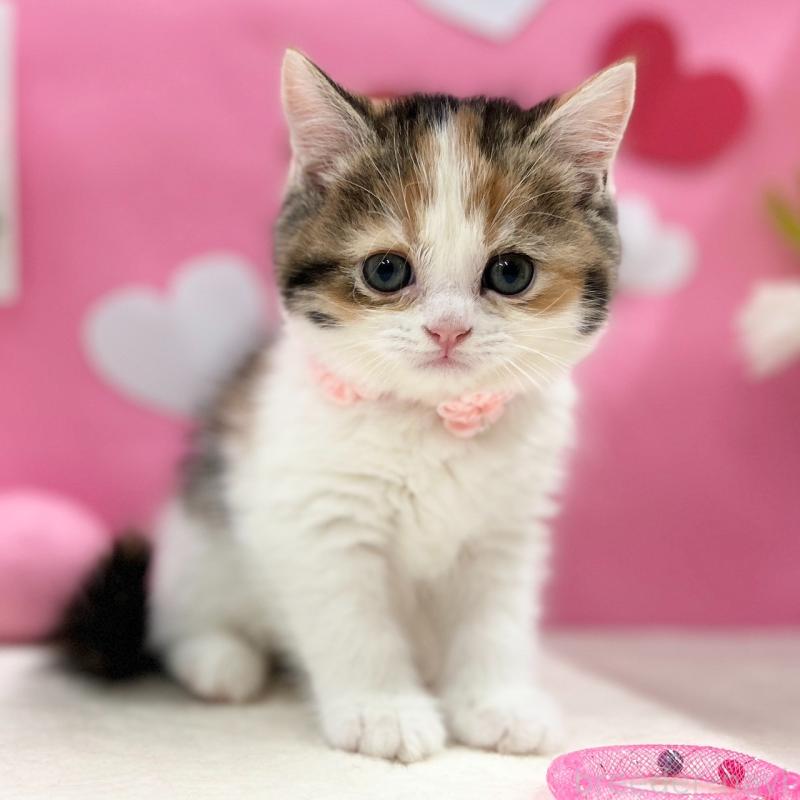 販売中の神奈川県のスコティッシュフォールド-135414